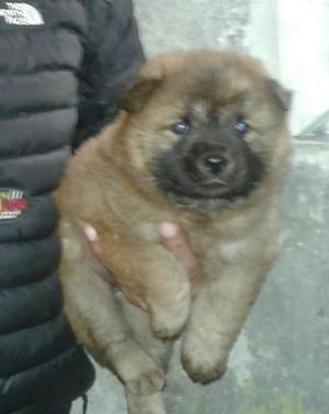 Chow Chow