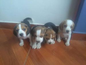 Ejemplares cachorros Beagle Tricolor y Bicolor