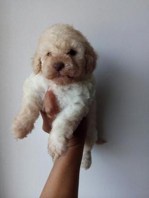 Hermoso Cachorro Poodell Mini Toy