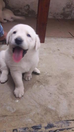 Hermosos Cachorros Labradores