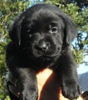 Lindo Cachorro Labrador Negro