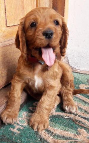 Perritos Cocker Spaniel