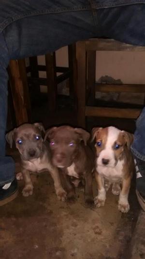 Pitbull Cachorro,red Nouse,silverblue No