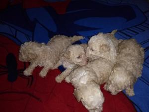 Poodle en Venta