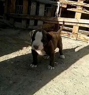 Se Vende Perrito Pitbull