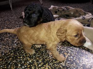 Se Vende Perritos Coker Cruzados