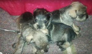 Se Vende Schnauzer