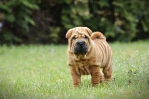 Sharpei