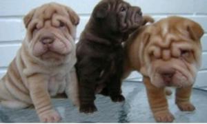 Sharpei