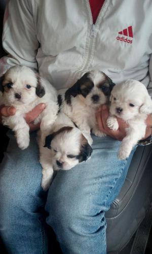 Shih Tzu Cachorros