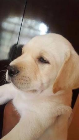 VENDO MIS CACHORROS LABRADOR VACUNADOS