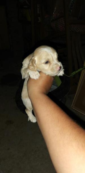Vendo Cachorritos