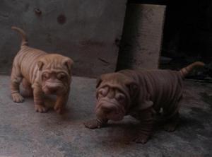 Vendo Cachorros Sharpei