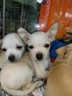 Vendo Mis Hermosas Chihuahuas Minitoy