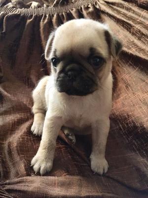 Vendo Perrito Pug