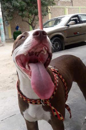 Vendo Perro
