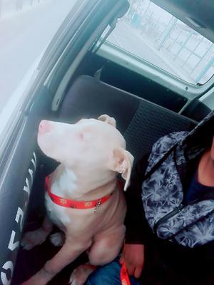 Vendo Pitbull Macho Precio Conversable