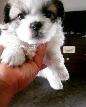 Vendo cachorro shih tzu