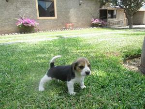 Vendo cachorros beagles