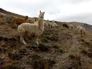 Venta de Camelidos Alpacas Carne Lana