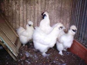 Venta de gallinas sedosas