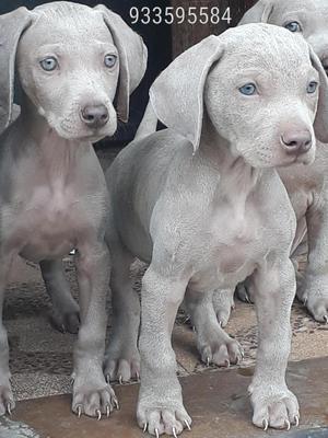 Weimarraner cachorros