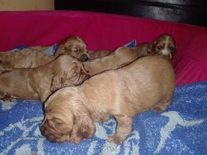 venta de cachorro cocket