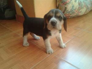 Beagle