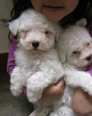 Bichon Frise en Venta