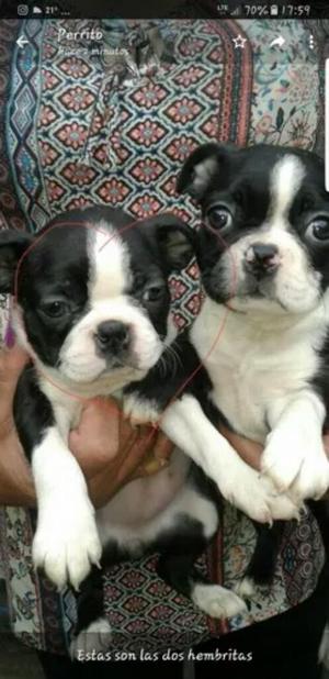 Boston Terrier