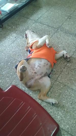 Buldog Hembra
