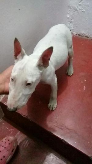 Bull Terrier Hembra