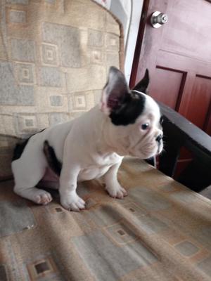 Bulldog Frances Macho