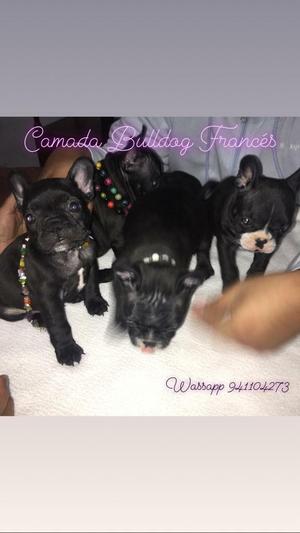 Bulldog Frances... Preciosos Cachorros