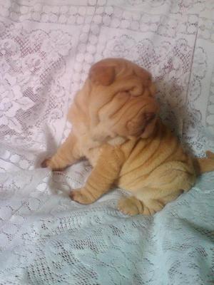 CACHORRIT@S SHAR PEI DILUIDOS