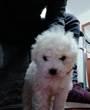 Cachorrito Poodle