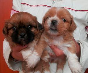 Cachorritos