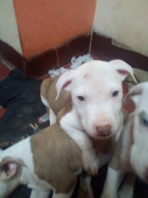 Cachorritos Pitbull Macho