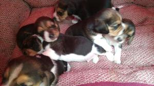 Cachorros Beagle Vacunados