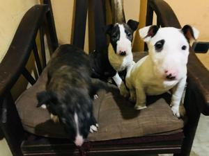 Cachorros Bull Terrier