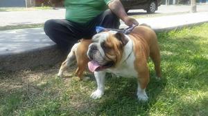 Cachorros Bulldog Ingles