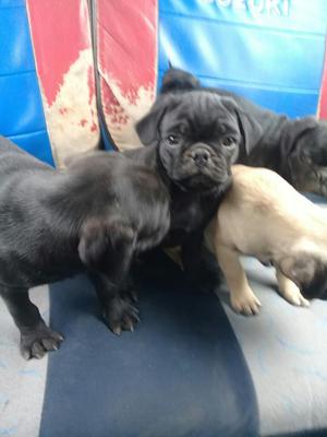 Hermosos Cachorros Pug Carlino de 2meses