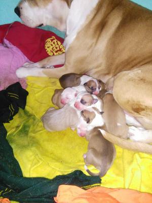 Hermosos Pit Bulls Raza Red Nose