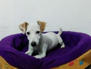 Jack Russell de 4 Meses.