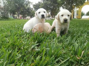 Labrador en Venta