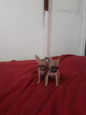 Lindas Chihuahuas Super Toy