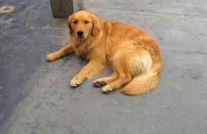 Ocasin Cachorro Golden Retriver