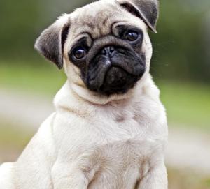 PUG CARLINO