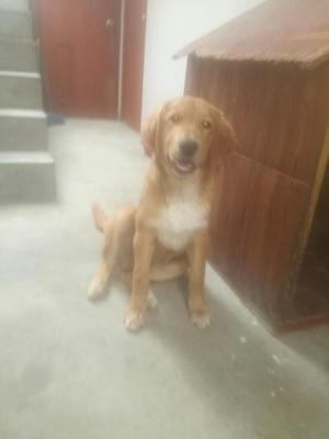 Perrito en Adopcion