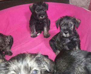 Perros Schnauzer